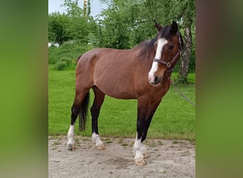 Holstein, Gelding, 21 years, 17 hh, Brown