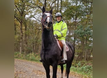 Holstein, Gelding, 23 years, 17 hh, Bay-Dark Holstein, Gelding, 23 years, 17 hh, Bay-Dark
