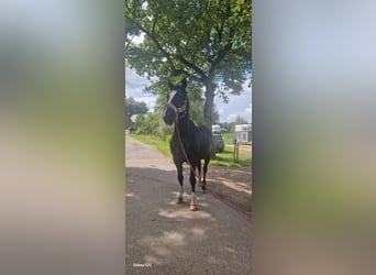 Holstein, Gelding, 23 years, 17 hh, Bay-Dark