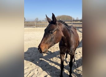Holstein, Gelding, 2 years, 15.1 hh, Brown