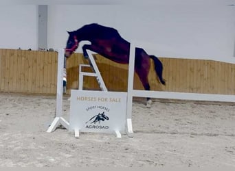 Holstein, Gelding, 2 years, 15,2 hh, Brown