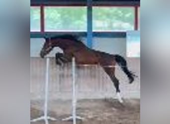 Holstein, Gelding, 2 years, 16.2 hh, Brown