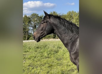 Holstein, Gelding, 2 years, 16,2 hh, Gray