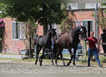 Holstein, Gelding, 2 years, 16.2 hh, Grey