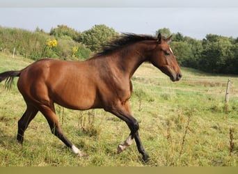 Holstein, Gelding, 2 years, 16 hh, Brown