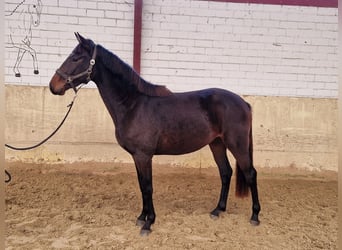 Holstein, Gelding, 2 years, 16 hh, Brown