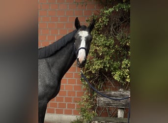 Holstein, Gelding, 2 years, 16 hh, Grey