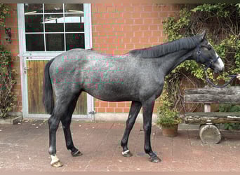 Holstein, Gelding, 2 years, 16 hh, Grey