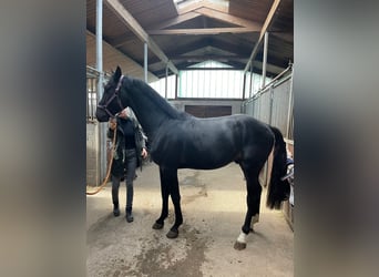 Holstein, Gelding, 2 years, 16 hh, Smoky-Black