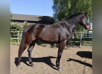 Holstein, Gelding, 2 years, Bay-Dark