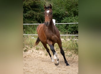Holstein, Gelding, 2 years, Brown