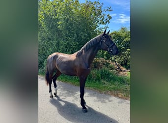 Holstein, Gelding, 2 years, Smoky-Black