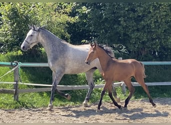 Holstein, Gelding, 3 years, 15.2 hh, Brown