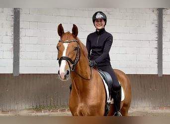 Holstein, Gelding, 3 years, 15.3 hh, Chestnut-Red