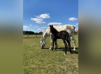 Holstein, Gelding, 3 years, 15.3 hh, Grey