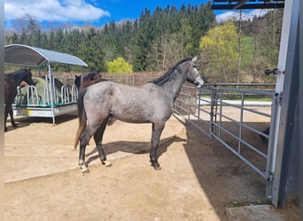 Holstein, Gelding, 3 years, 15.3 hh, Grey