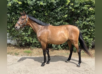Holstein, Gelding, 3 years, 15,2 hh, Brown