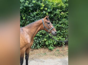 Holstein, Gelding, 3 years, 15,2 hh, Brown