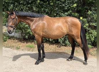 Holstein, Gelding, 3 years, 15,2 hh, Brown