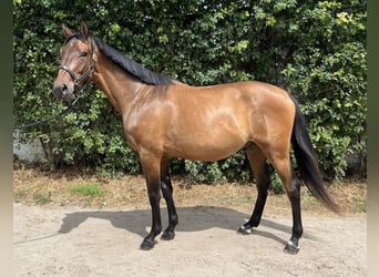 Holstein, Gelding, 3 years, 15,2 hh, Brown