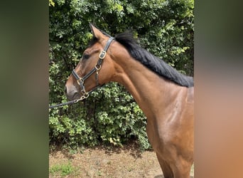 Holstein, Gelding, 3 years, 15,2 hh, Brown