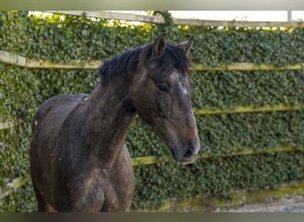 Holstein, Gelding, 3 years, 15,2 hh, Grey