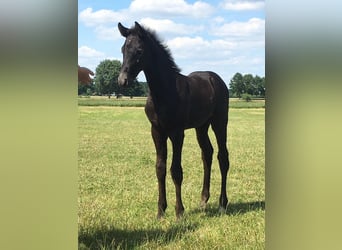 Holstein, Gelding, 3 years, 15,3 hh, Grey