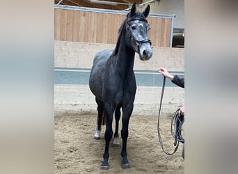 Holstein, Gelding, 3 years, 15,3 hh, Grey