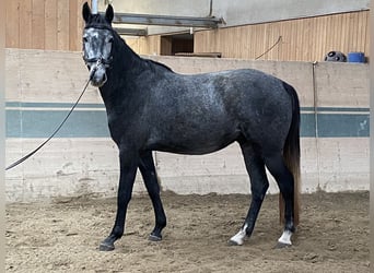 Holstein, Gelding, 3 years, 15,3 hh, Grey