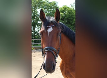Holstein, Gelding, 3 years, 16.1 hh, Brown
