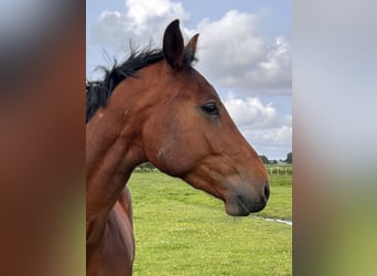 Holstein, Gelding, 3 years, 16.2 hh, Brown