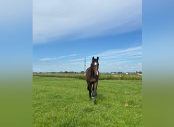 Holstein, Gelding, 3 years, 16.2 hh