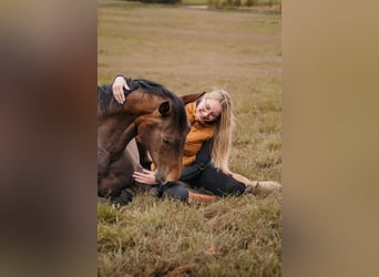 Holstein, Gelding, 3 years, 16 hh, Brown