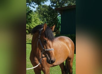 Holstein, Gelding, 3 years, 16 hh, Brown