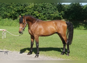 Holstein, Gelding, 3 years, 16 hh, Brown