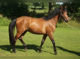 Holstein, Gelding, 3 years, 16 hh, Brown