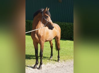 Holstein, Gelding, 3 years, 16 hh, Brown