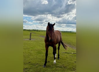 Holstein, Gelding, 3 years, 16 hh, Brown