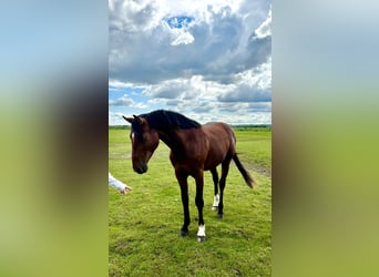 Holstein, Gelding, 3 years, 16 hh, Brown