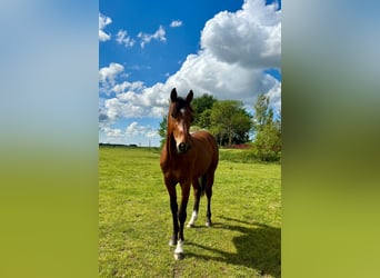 Holstein, Gelding, 3 years, 16 hh, Brown