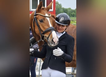 Holstein, Gelding, 3 years, 16 hh, Chestnut-Red