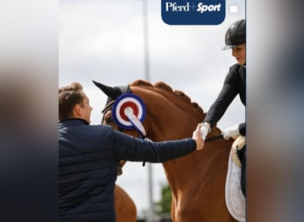 Holstein, Gelding, 3 years, 16 hh, Chestnut-Red