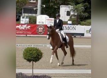 Holstein, Gelding, 3 years, 16 hh, Chestnut-Red