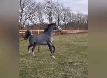 Holsteiner, Wallach, 3 Jahre, 16 hh, Schimmel