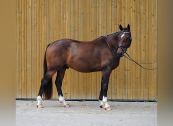 Holstein, Gelding, 3 years, 16,1 hh, Bay-Dark