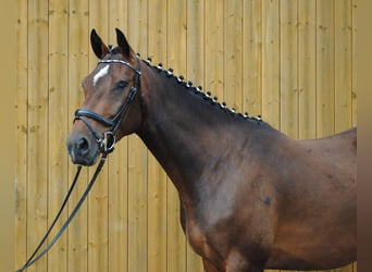 Holstein, Gelding, 3 years, 16,1 hh, Bay-Dark