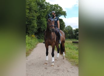 Holstein, Gelding, 3 years, 16,1 hh, Bay-Dark