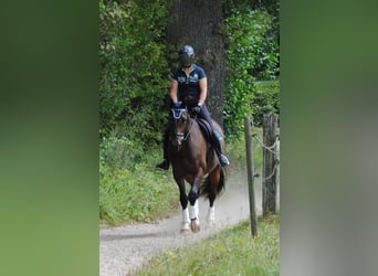 Holstein, Gelding, 3 years, 16,1 hh, Bay-Dark