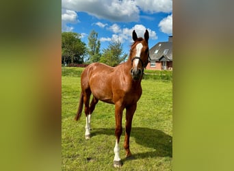 Holstein, Gelding, 3 years, 16,1 hh, Chestnut-Red