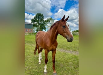 Holstein, Gelding, 3 years, 16,1 hh, Chestnut-Red
